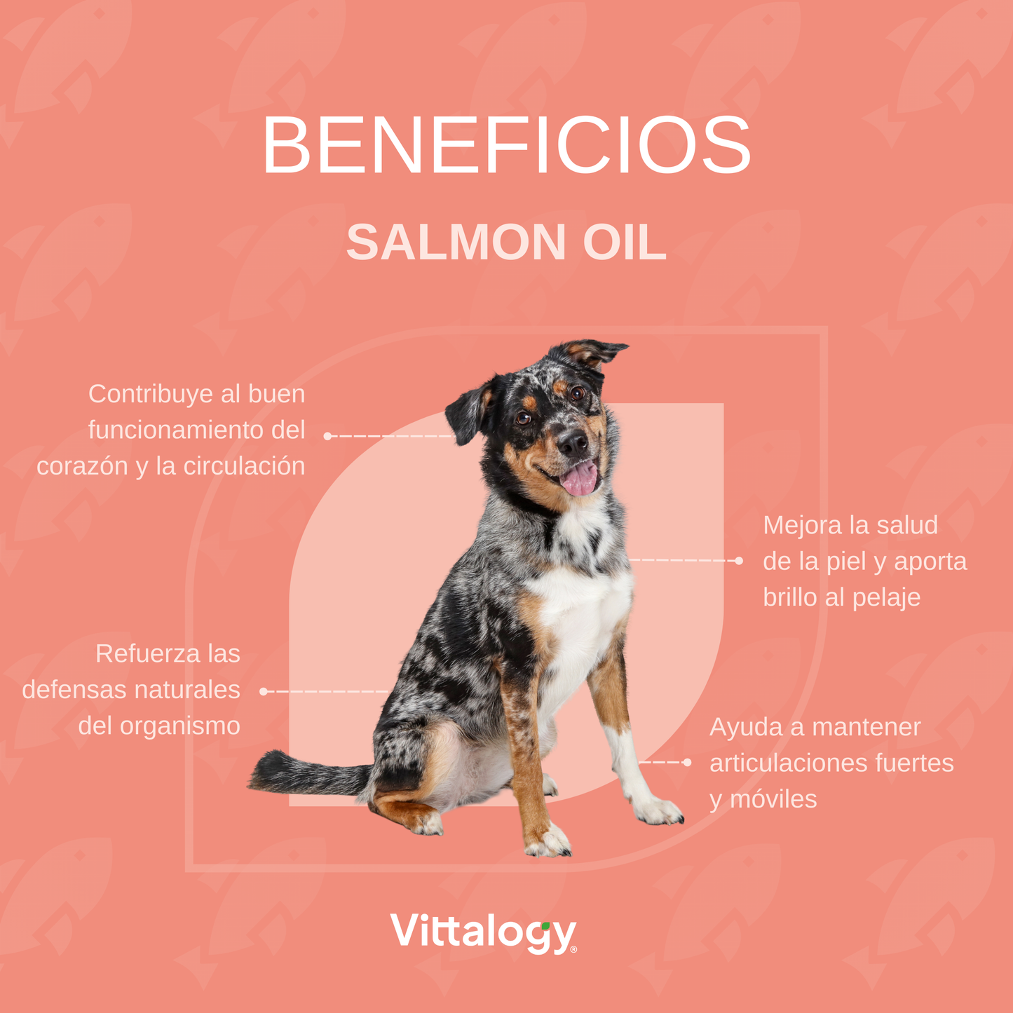 Salmon Oil