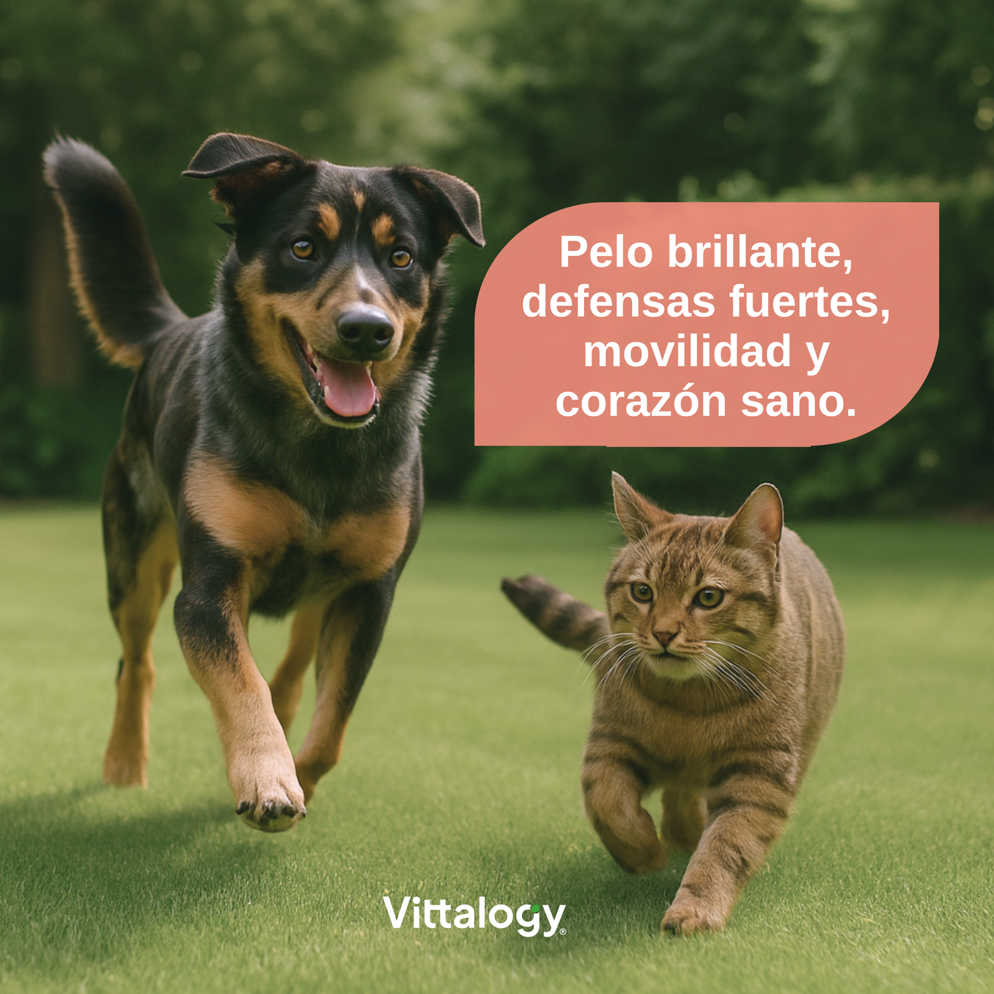 Salmon Oil