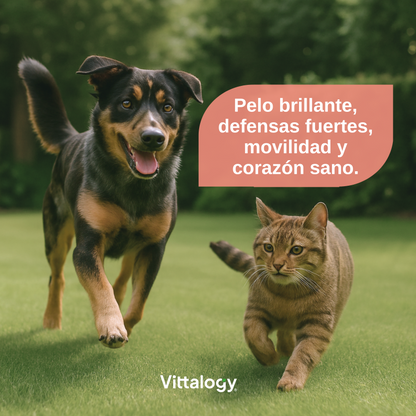 Salmon Oil